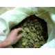 Raw Baltic Amber 3-10 g (100 - 1000g)