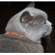 Baltic Amber Tick & Flea Preventive Collar Honey Color