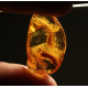 Polished Honey Baltic Amber Stone (4 g)