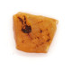 Natural Raw Egg Yolk Baltic Amber Piece (6.4 g)