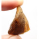 Raw Greenish Baltic Amber Stone (4.1 g)