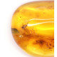 Honey Color Polished Natural Baltic Amber Stone Piece With Insect Inclusion ~ 4.5g
