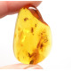 Honey Color Polished Natural Baltic Amber Stone Piece With Insect Inclusion ~ 4.5g