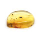Honey Color Polished Natural Baltic Amber Stone Piece With Insect Inclusion 