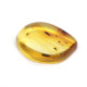 Honey Color Polished Natural Baltic Amber Stone Piece With Insect Inclusion 