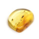 Honey Color Polished Natural Baltic Amber Stone Piece With Insect Inclusion 