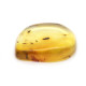Honey Color Polished Natural Baltic Amber Stone Piece With Insect Inclusion 
