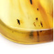 Honey Color Polished Natural Baltic Amber Stone Piece With Insect Inclusion 