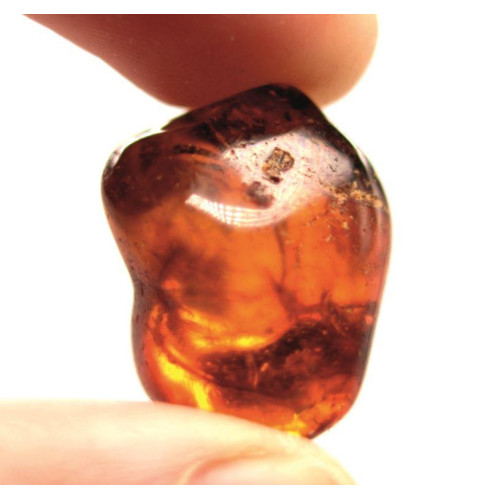 Polished Cognac Baltic Amber Stone (2.8 g)