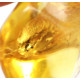 Honey Baltic Amber Piece with Insect Inclusion 3.8g