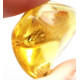 Honey Baltic Amber Piece with Insect Inclusion 3.8g