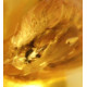 Honey Baltic Amber Piece with Insect Inclusion 3.8g