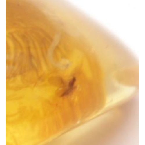 Honey Baltic Amber Piece with Insect Inclusion 3.8g