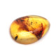 Honey Color Polished Natural Baltic Amber Stone Cabochon With Insect Inclusion ~ 2.8g