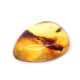 Honey Color Polished Natural Baltic Amber Stone Cabochon With Insect Inclusion ~ 2.8g