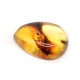 Honey Color Polished Natural Baltic Amber Stone Cabochon With Insect Inclusion ~ 2.8g