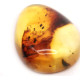 Honey Color Polished Natural Baltic Amber Stone Cabochon With Insect Inclusion ~ 2.8g