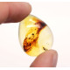 Honey Color Polished Natural Baltic Amber Stone Cabochon With Insect Inclusion ~ 2.8g