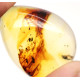 Honey Color Polished Natural Baltic Amber Stone Cabochon With Insect Inclusion ~ 2.8g