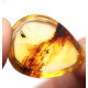 Honey Color Polished Natural Baltic Amber Stone Cabochon With Insect Inclusion ~ 2.8g