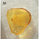 Small Baltic amber piece with insect inclusion in transparent plastic box  