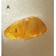 Small Baltic amber piece with insect inclusion in transparent plastic box  