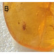 Small Baltic amber piece with insect inclusion in transparent plastic box  