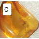 Small Baltic amber piece with insect inclusion in transparent plastic box  