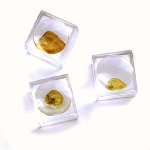 Small Baltic amber piece with insect inclusion in transparent plastic box  