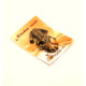 2026 year Chinese Money Frog With Baltic Amber