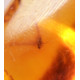 Baltic Amber Pendant with Insect Inclusion and Sterling Silver